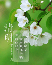 清明白花開